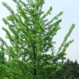 銀杏樹(shù)