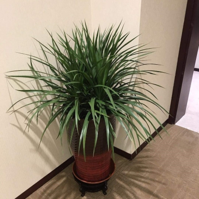龍血樹