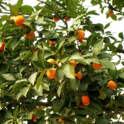 柿樹