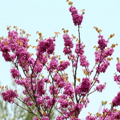 紫荊