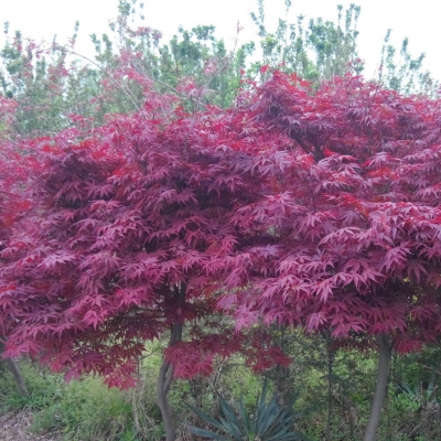 紅楓
